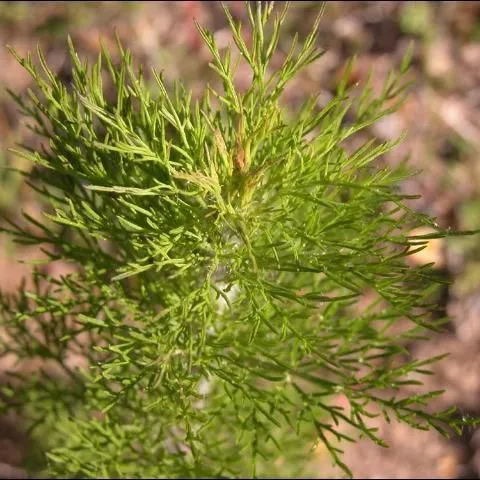 thumbnail for publication: Dogfennel (Eupatorium capillifolium): Biology and Control